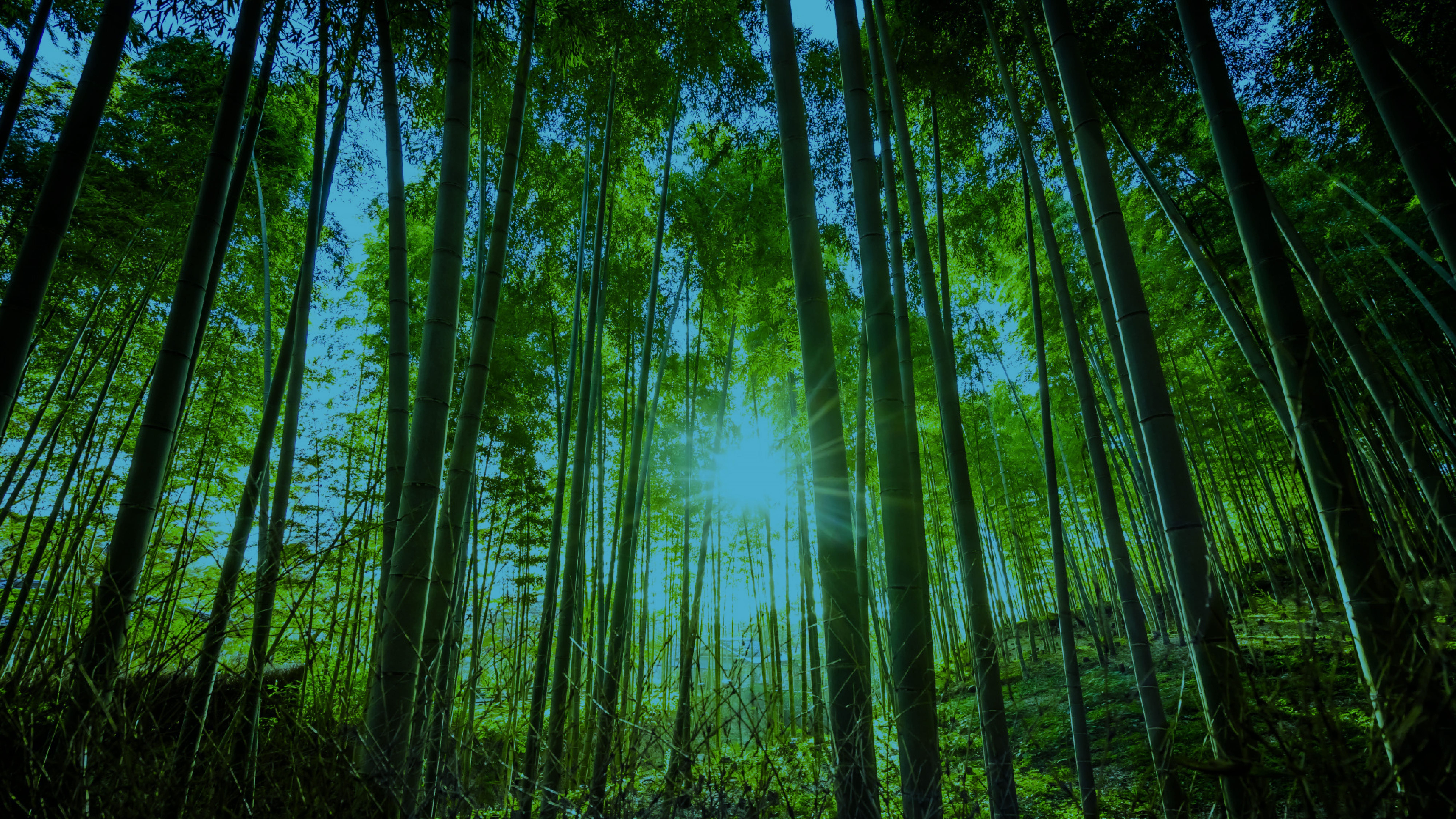 Imagen representativa de la empresa